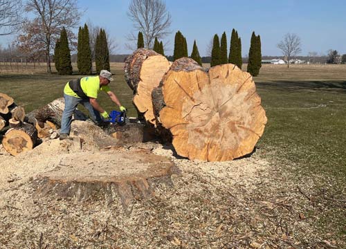 Tree Removal in Camden County NJ | Lewis Lawn & Tree Service