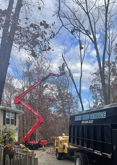Tree Removal in Lumberton NJ 08048 | Lewis Lawn & Tree Service